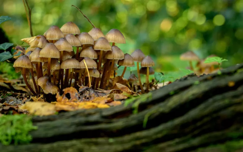 A la découverte des champignons du Parc Floral de Paris