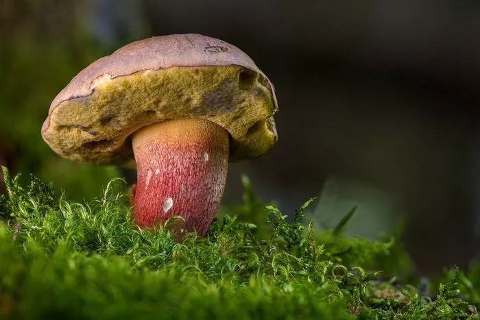 Balade nature dans le joli monde des champignons