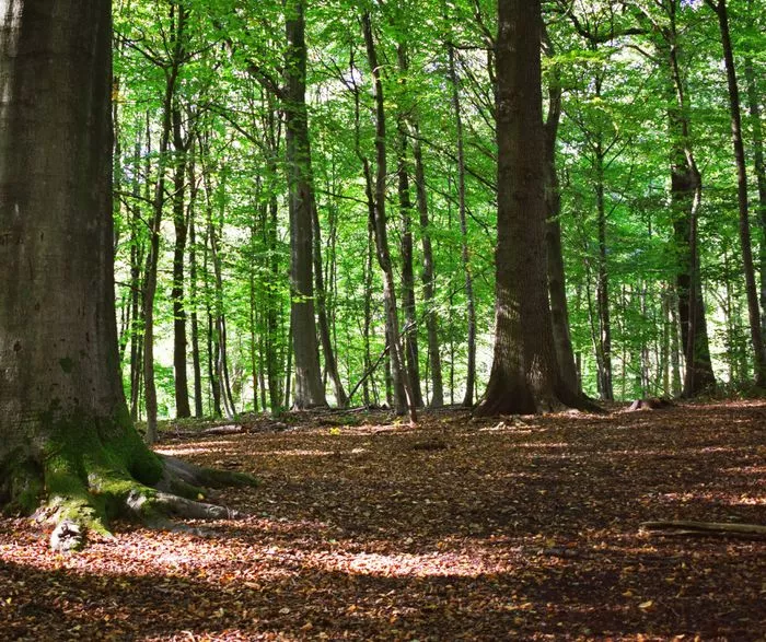 Animation QUBS de Vigie-Nature !