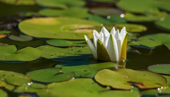 Création d'une mare : refuge pour la biodiversité !
