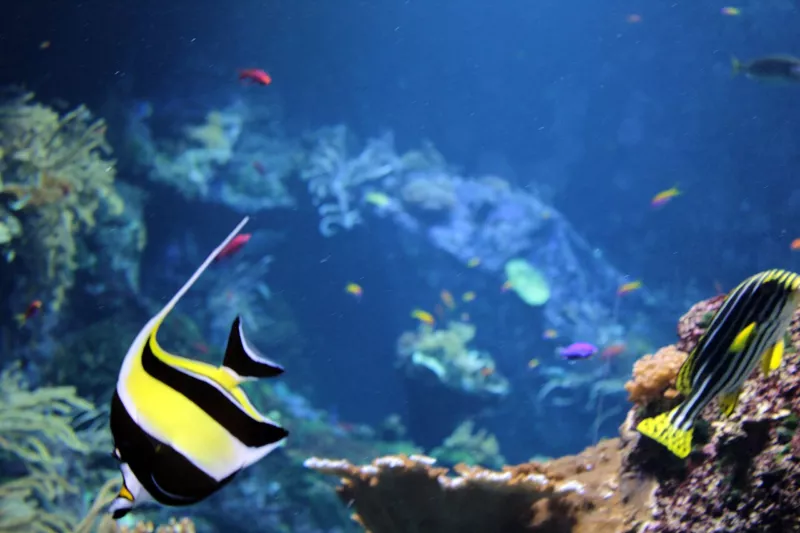 Aquarium de Biarritz - Aquarium of Biarritz