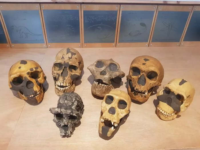 Les origines de l'espèce humaine