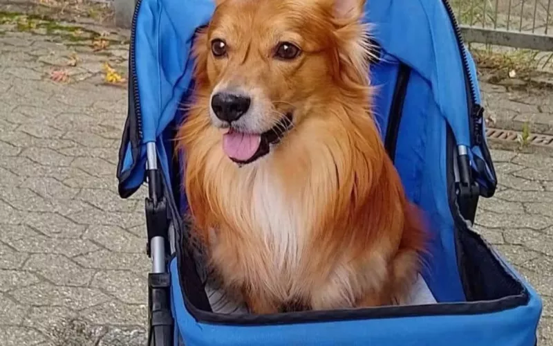 Rencontre autour de Brutus, chien plein d’espoir
