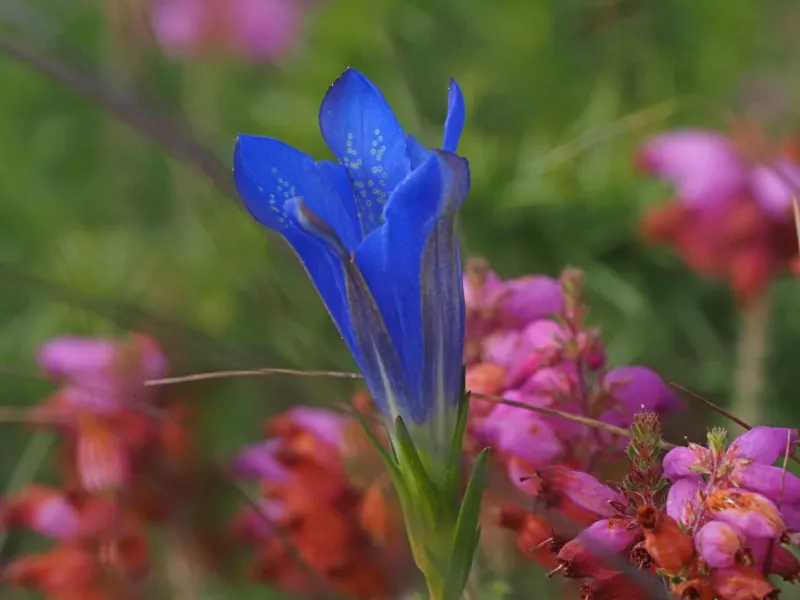 Chantier nature sur la lande de Kercadoret