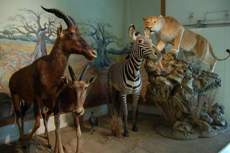 Animaux empaillés