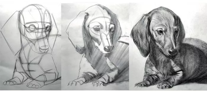 Mon animal en dessin