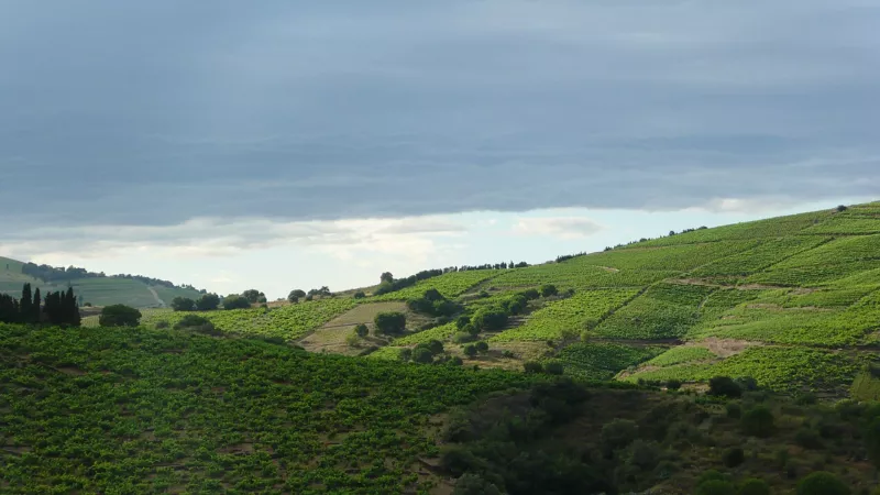 Collines de Banyuls