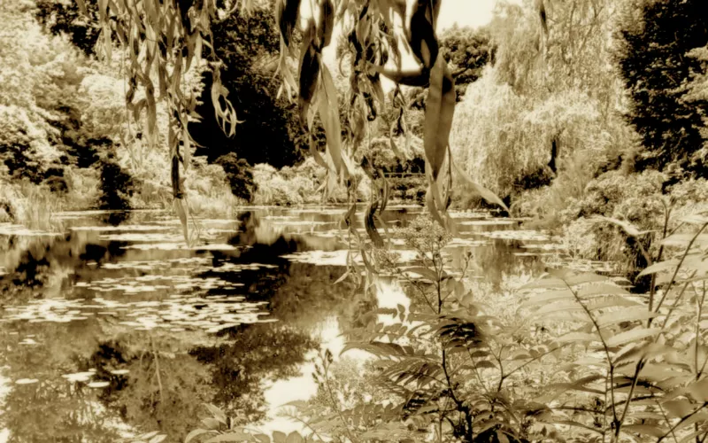Exposition Nymphaea imago est