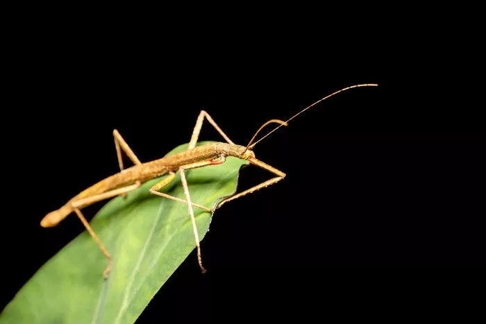Espèces d'insectes