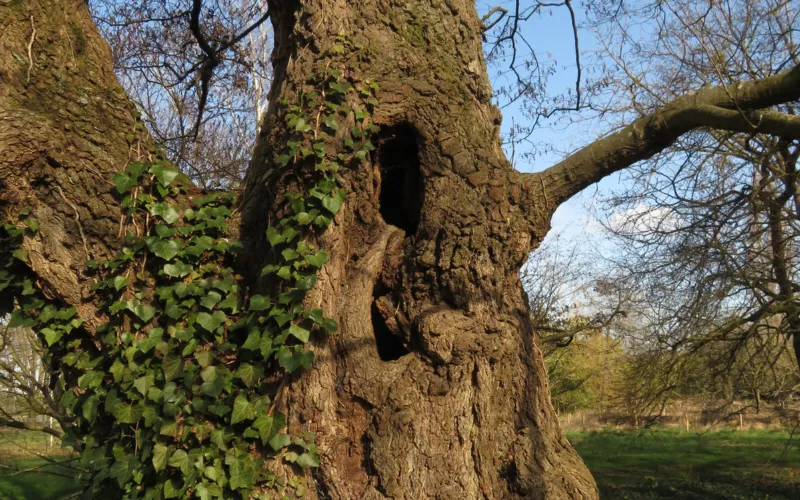 Les dendromicrohabitats